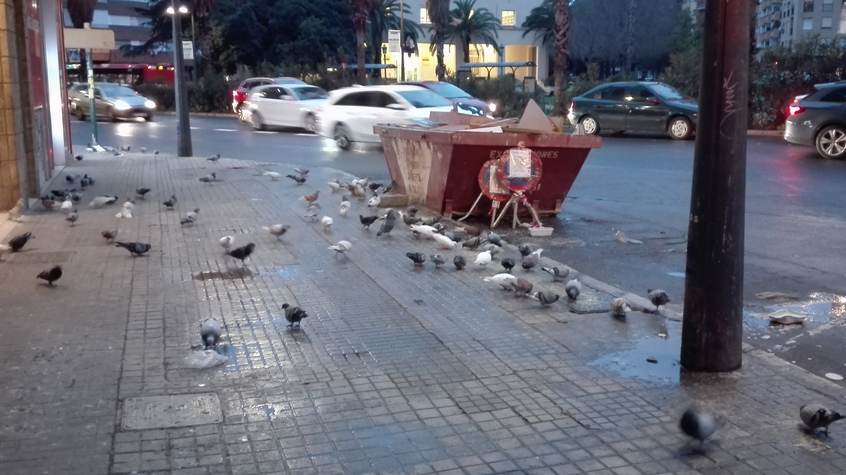 Plaga de palomas en Avda. de Giorgeta Plaga de palomas en Avda. de Giorgeta