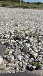 detalle_asfaltado.jpg