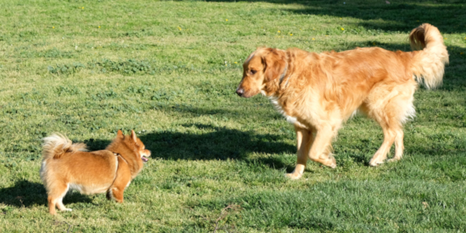 Dos perros sueltos en un parque