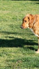 Dos perros sueltos en un parque