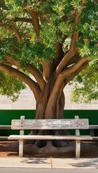 Recreación de árbol en calzada.