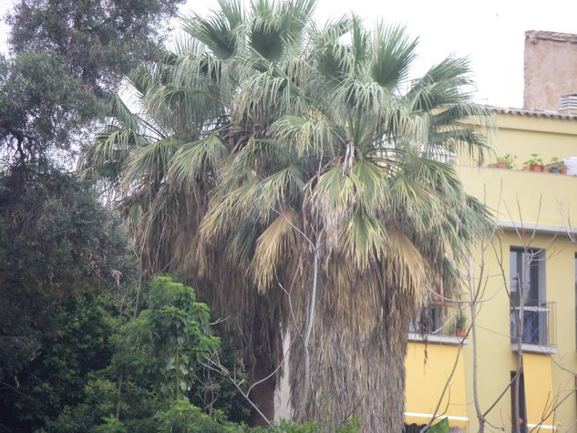 JARDÍN CONVENTO PURIDAD VALENCIA