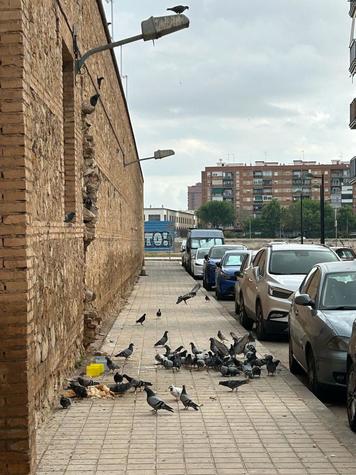 Muro y palomas