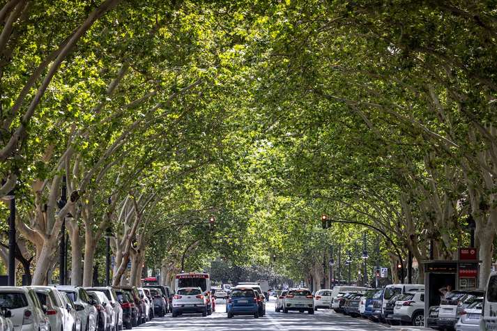  Arbres als nostres barris 🌳💚