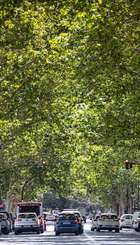 Arbres als nostres barris 🌳💚