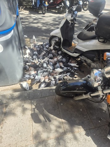 Palomas.jpg